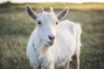 White Goat in the Meadow