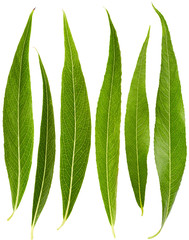 Set of Willow leaves