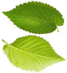 Leaves