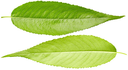 Leaves