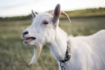 Obraz premium White Goat in the Meadow