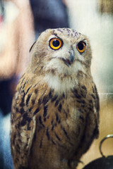 Vintage Owl