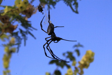 Bib, araignée de la Réunion