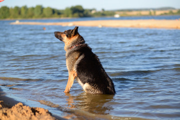 German shepherd jumping into the water on his hind legs with an