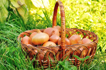 Fresh onions in basket on grass