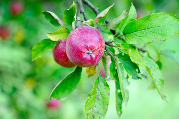Ripe red apples growing on tree