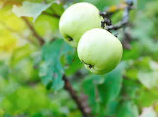 Ripe green apples growing on tree