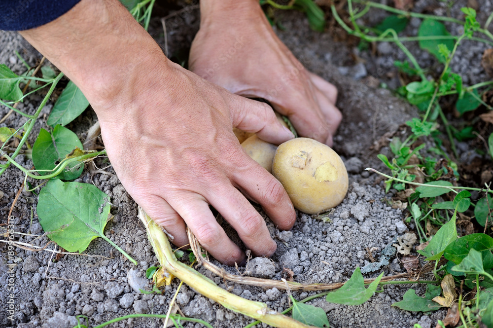 Sticker Male hands harvesting fresh organic potatoes from garden