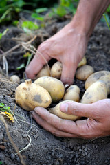 Handful of freshly harvested potatoes