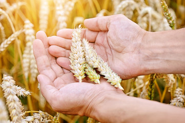 Ripe golden wheat ears in her hand the farmer