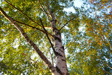 Fototapeta premium trees in the forest