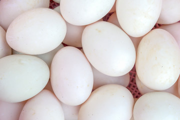 fresh duck eggs