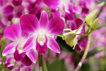 Beautiful purple orchid in garden.