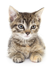 Kitten on a white background