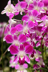 Fototapeta na wymiar Beautiful purple orchid in garden.