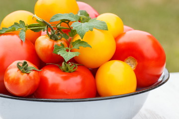 Tomatoes with green leaves in metal bowl in garden on sunny day