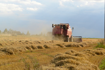 Fototapeta premium harvester reaps wheat in a field
