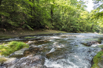 菊池渓谷の清流と新緑の森