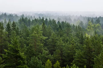 Zelfklevend Fotobehang Mist over het bos © magicphotography
