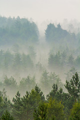 Fog over the forest