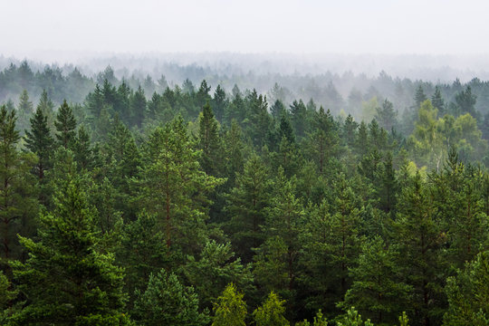 Fototapeta Fog over the forest