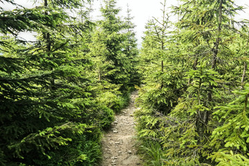 Obraz premium A mountain deep pine forest in the summer time.