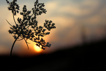 Evening in the forest. Sunset late at night in the woods. 