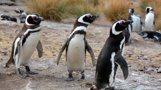 Magellanic Penguin (Spheniscus magellanicus) in Patagonia