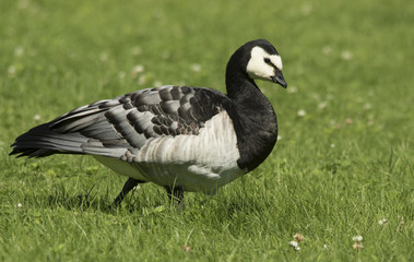 Barnacle goose
