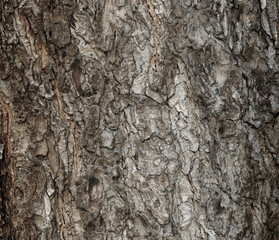 Tree bark texture