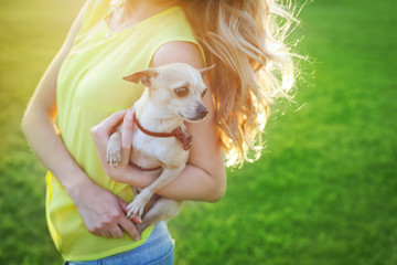 Cute chihuahua puppy dog sitting on a woman hands on a sunny day, people and pets concept