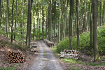 drewno w lesie bukowym
