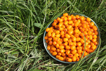Sea-buckthorn in a glass plate on a grass in a garden