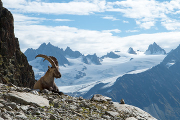 Bouquetin , Massif du Mont-Blanc , alpes , France