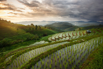 Green Terraced Rice Field in Chiangmai, Thailand - Vibrant color