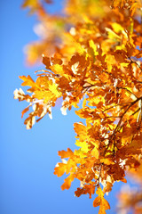 oak leaves against blue sky
