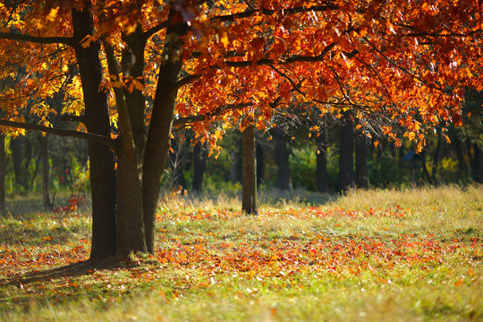 Fototapeta autumn landscape