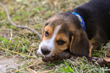 beagle puppy's chewing on grass