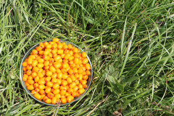 Sea-buckthorn in a glass plate on a grass in a garden