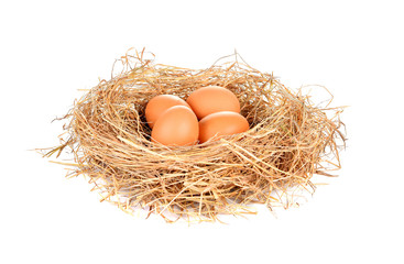 eggs on white background