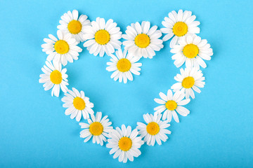 Obraz premium Chamomile heart on blue background