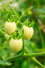 young tomato