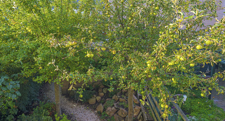 Apples in a fruit tree in sunlight in summer
