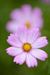 Fototapeta premium コスモス畑＠佐世保市展海峰