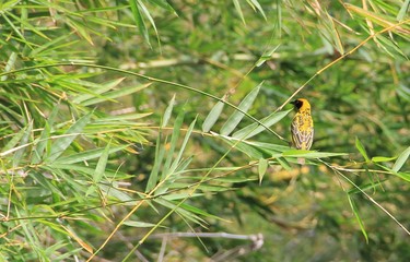 Tisserins, bélier de la Réunion