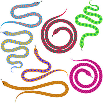 Colorful snakes with abstract motifs isolated on white background