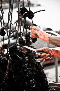 Production of oysters in Etang de Diane, the east coast of Corsica, France, Europe