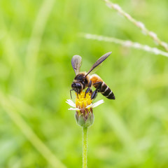 Bee on the tridax procumbens or coat buttons flower close up