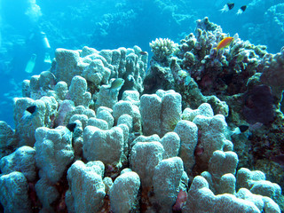 Naklejka na ściany i meble coral reef with porites coral in tropical sea, underwater