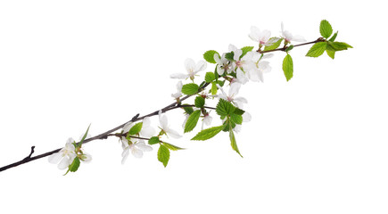 cherry tree blossoming branch with bright small leaves